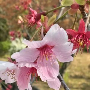 オカメザクラ,公園,樹木,さくら 桜 サクラ,植え込みの画像