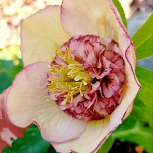 クリスマスローズ,ヘレボルス,クリスマスローズ ダブル,レンテン・ローズ,花のある暮らしの画像