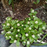 ヒトリシズカ,一人静,母の庭,相模原,美しい葉の画像