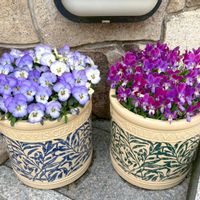 チューリップ,ローダンセマム,ビオラ,ビオラ バニーイヤーズ,ビオラ フローラルパワー ブルーピコティの画像