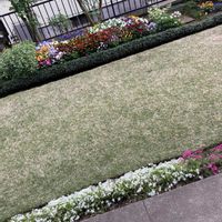 芝生の画像