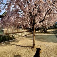 サクラ,ベロニカ・オックスフォードブルー,ばら バラ 薔薇,ワンワン祭り,わんわん祭の画像