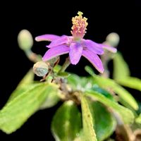睡蓮木,Grewia occidentalis,金曜日の蕾たち,花市場ベルフラワー,花市場Bellflowerの画像