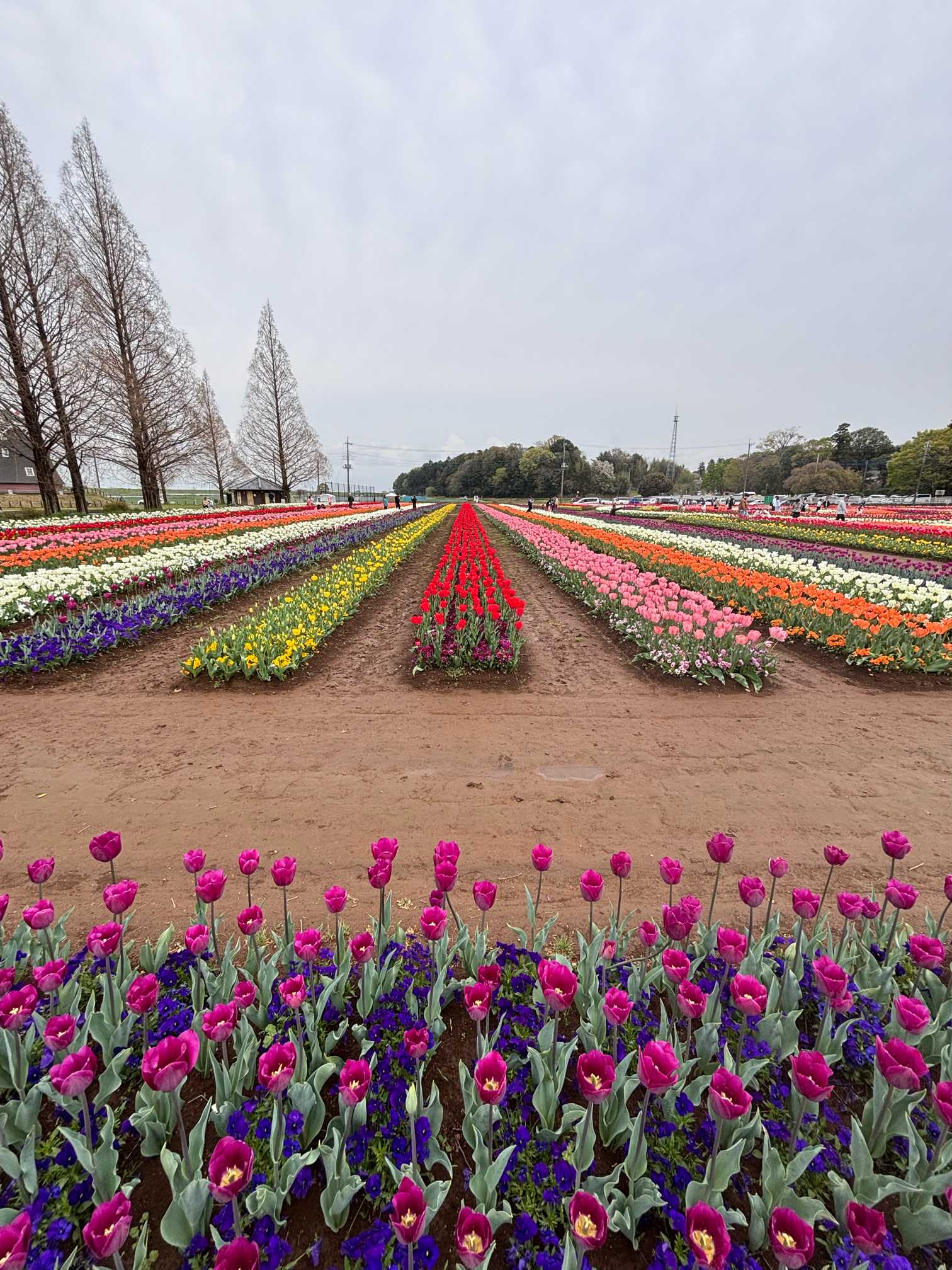 2025.4.11 あけぼの山農業公園🧑‍🌾⛲️春のチューリップ畑🌷🌷🌷千葉