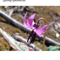 カタクリ,山野草,今日のお花,おでかけ先,太白山の画像