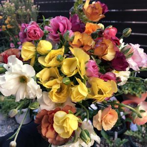 ラナンキュラスラックス,ラナンキュラスラックスアイオリア,球根,ブーケ,花束の画像