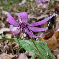 カタクリ,今日のお花,出先,グリーンアクセサリー♪,ユリ〰️科の画像