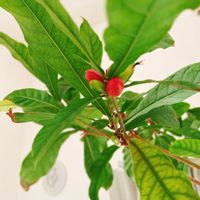 ミラクルフルーツ,ミラクルフルーツ,魔法の実,ビタミンカラー,春ですね♪の画像