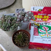 子持ち蓮華,白雪ミセバヤ,多肉植物,多肉大好き,PRの画像