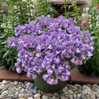 ネメシア,ネメシア,ネメシアメーテル,ネメシアメーテル・ミステリックブルー,ガーデニング初心者の画像