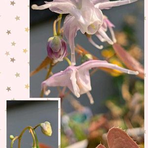 軒下,お出かけ先♪,小さな庭の画像