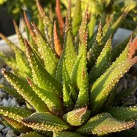 十二の巻,やっぱり花が好き♡,キュンキュン乙女倶楽部,百均多肉,土曜日の朝の画像