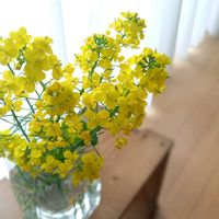 菜の花,小松菜,リボベジの画像