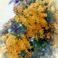 カランコエ,サクラ,ツバキ,ミツマタ,ラナンキュラスの画像