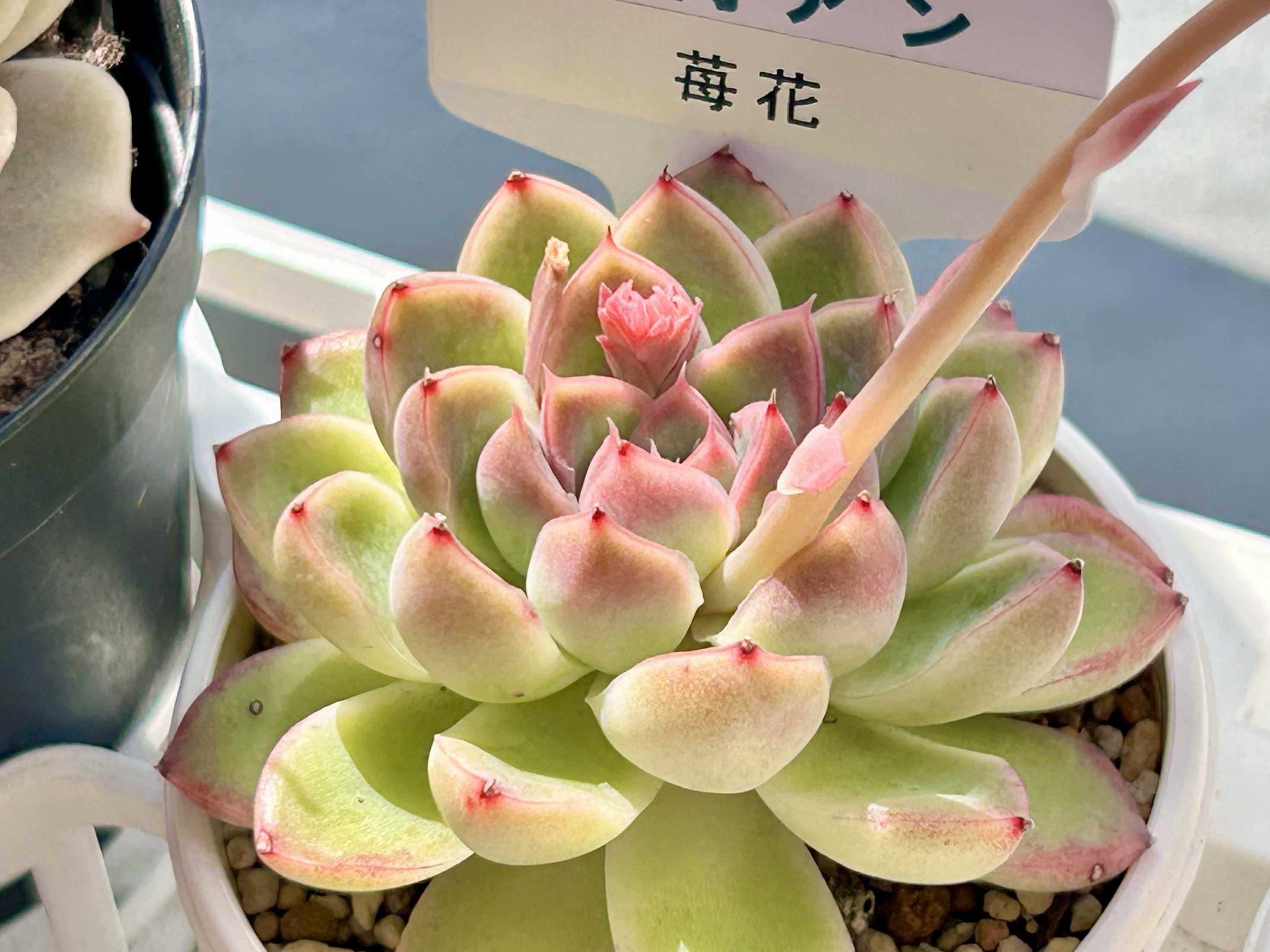 苺花 多肉アン 命名品種 希少☆ （多肉植物】多肉アンとは？魅力