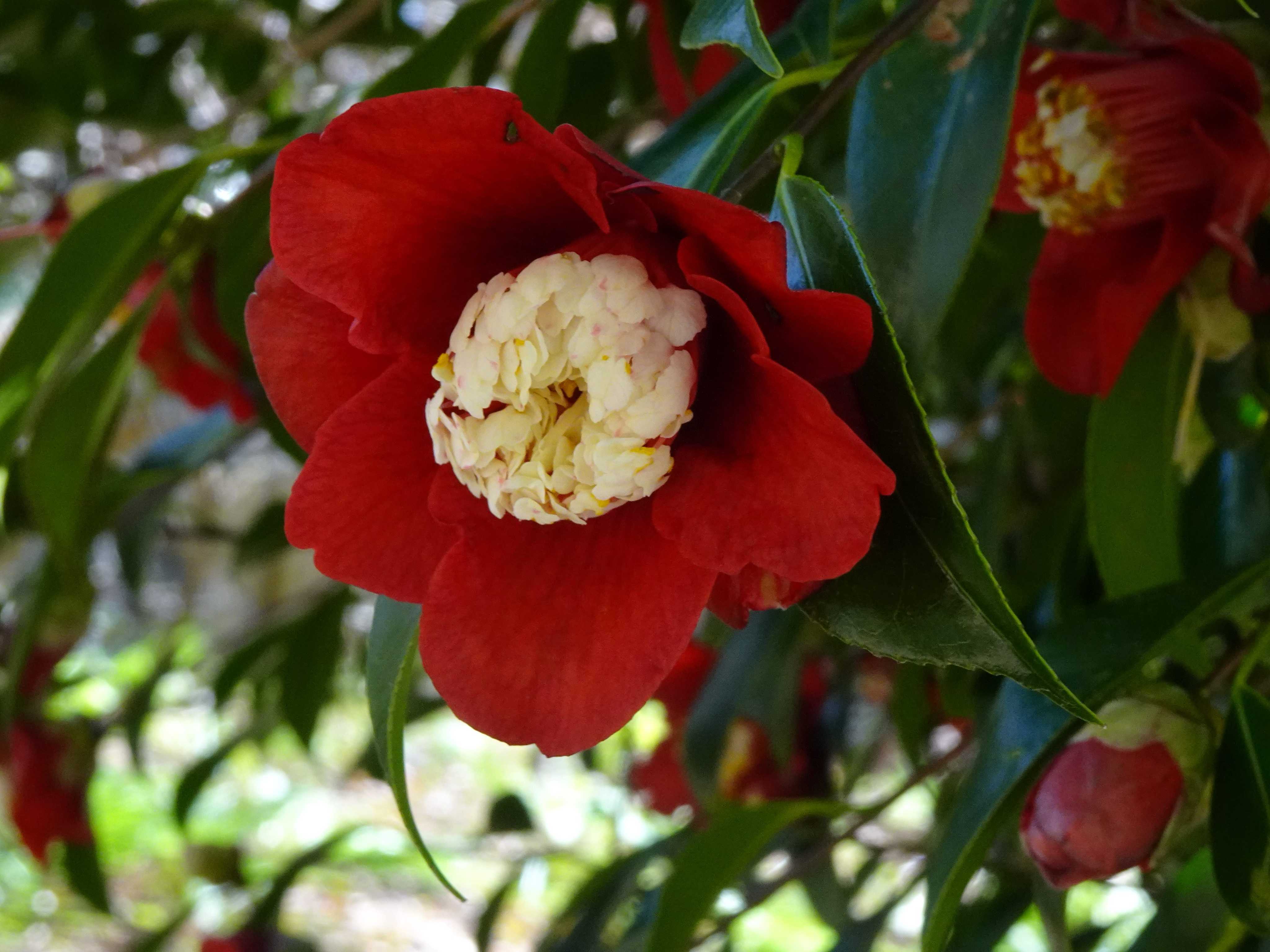 椿(羽衣)の一覧｜🍀GreenSnap（グリーンスナップ）