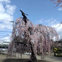 ソメイヨシノ,枝垂れ桜,フェニックス,フェニックス,さくら サクラ 桜の画像