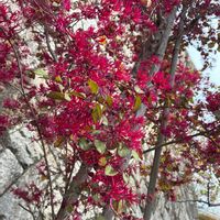 ベニバナトキワマンサクの画像