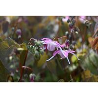 イカリソウ,イカリソウ,イカリソウ,イカリソウ,山野草の画像