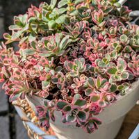 トリカラー,ドラゴンズブラッド,コーカサスキリンソウ,可愛い,植物のある暮らしの画像