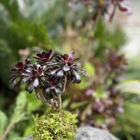 多肉,黒法師,アエオニウム属 黒法師,多肉植物,苔玉の画像