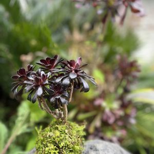 多肉,黒法師,アエオニウム属 黒法師,多肉植物,苔玉の画像
