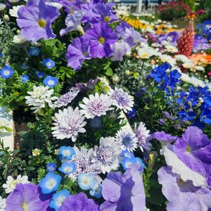 紫の花,青い花,番外編,山下公園,お花がいっぱいの画像