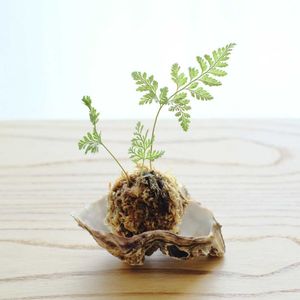 シダ,シノブ,シノブ,シダ植物,観察日記の画像