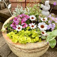 ネメシア,ハゴロモジャスミン,ローダンセマム,フレンチラベンダー,寄せ植えの画像