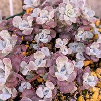 白雪ミセバヤ,パープレウム,ケープブランコ,多肉植物,セダム属の画像