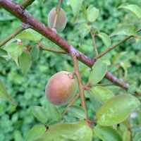 枝垂れ梅,梅の実,しだれ梅,ウメの実,春の訪れの画像