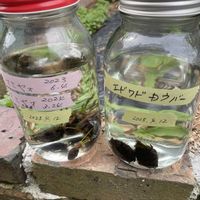 熱帯スイレン,熱帯スイレン,熱帯睡蓮 エドワード・D・ウバー,熱帯睡蓮　マミヤオ,水生植物の画像