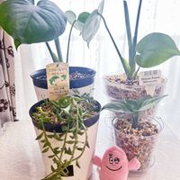 モンステラ,ディフェンバキア,ドルフィンネックレス,観葉植物,ダイソーの画像