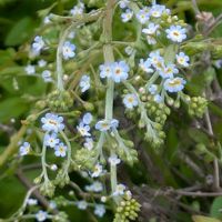 キュウリグサ,ヤエムグラ,ミミナグサ,スズメノヤリ,ヒヨドリ♡の画像