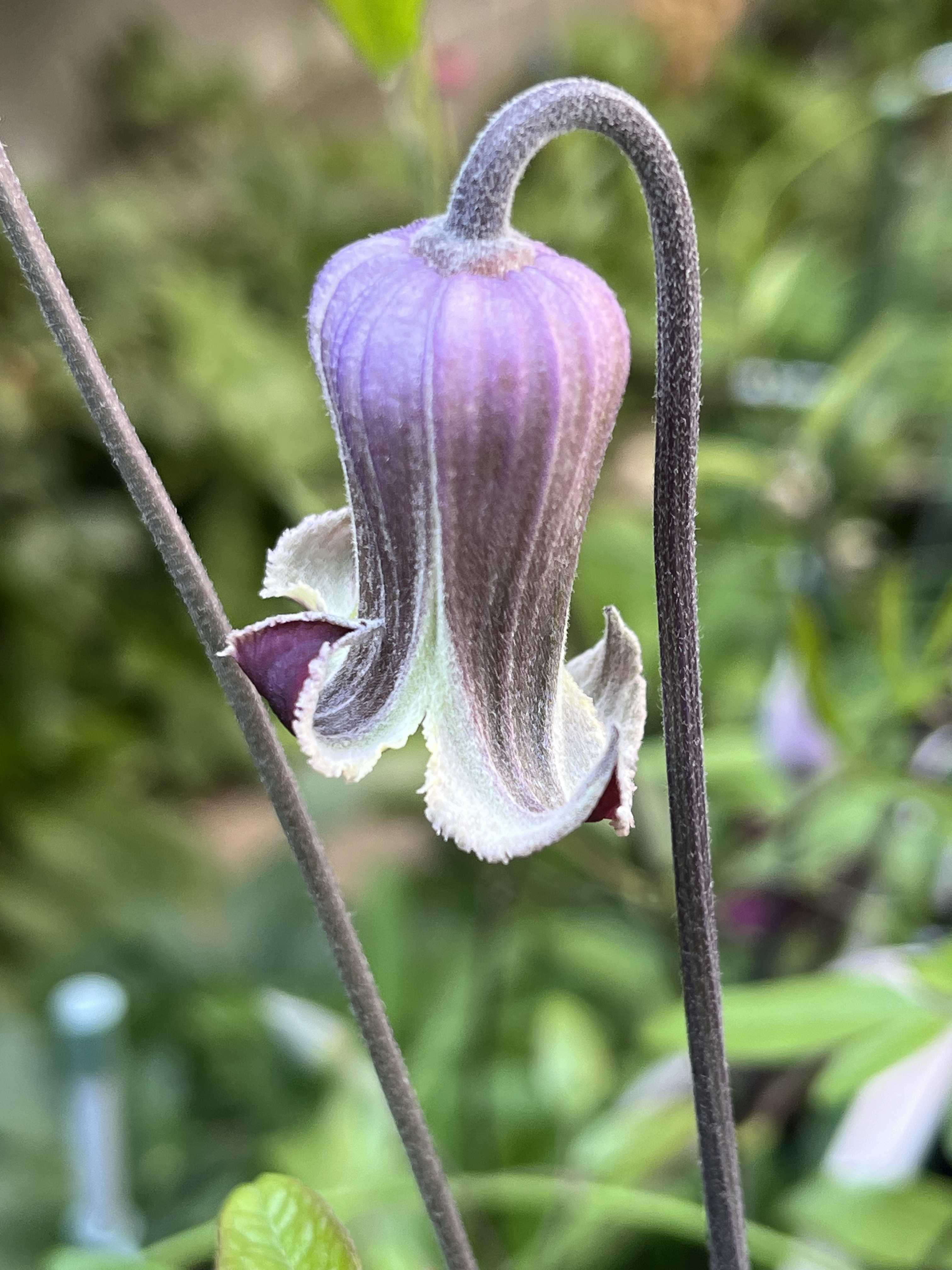 竹間園芸の一覧|🍀GreenSnap(グリーンスナップ) 竹間園芸の一覧|🍀GreenSnap(グリーンスナップ)