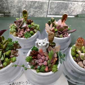 日当たり良好,春,のんびり～,カラ容器,玄関の画像