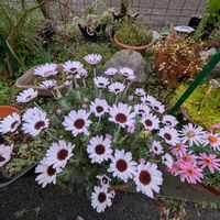 ローダンセマム,不死鳥,黄金カズラ,可愛い,花のある暮らしの画像