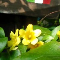 カロライナジャスミン,カロライナジャスミン,花のある暮らし,お散歩道の画像