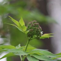 西洋ヒイラギ,ニワトコ,木の花,ほんわか♥️ほんのり,野の花山の花の画像