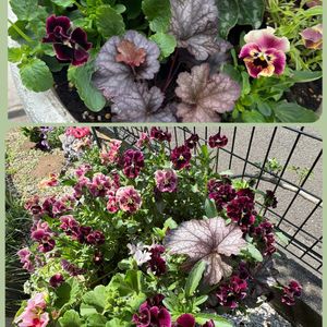 ヒューケラ,スーパーアリッサム,寄せ植え,切り戻し,GSのみなさんに感謝♡の画像