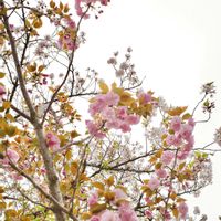 カロライナジャスミン,牡丹桜,草ボケ,街の植栽,植物散歩の画像