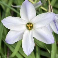 ハナニラ,ハナニラ,イフェイオン,イフェイオン,公園の画像