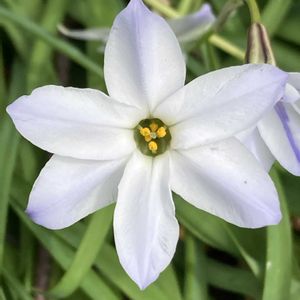 ハナニラ,ハナニラ,イフェイオン,イフェイオン,公園の画像