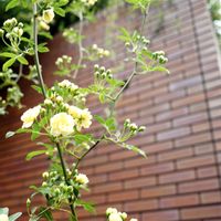 ズミ,ハナミズキ,モッコウバラ,モミジ,街の植栽の画像