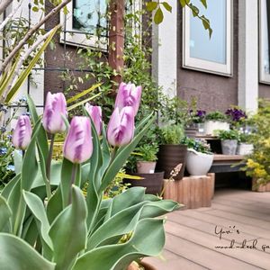 チューリップ,ミモザ,アカシアテレサ,チューリップ フレミングフラッグ,チューリップ フレーミング フラッグの画像