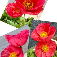 ポピー,ケシ科,プランター植え,赤ピンク,花咲く乙女たち♡の画像