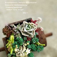 紅稚児,白雪ミセバヤ,ラブリーローズ,だるま姫秋麗,多肉植物の画像