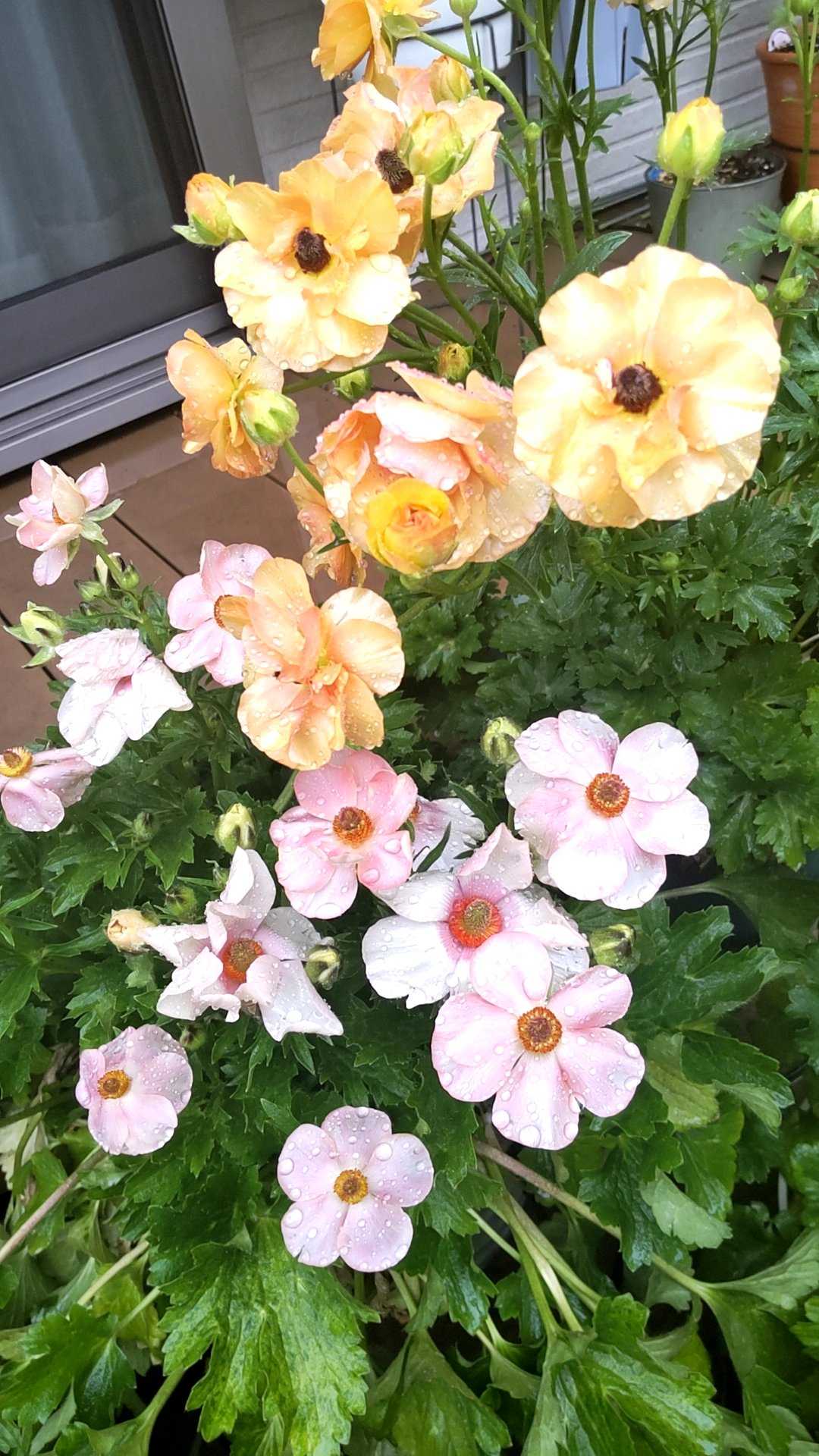 ラナンキュラスラックス メリッサの一覧｜🍀GreenSnap（グリーンスナップ）