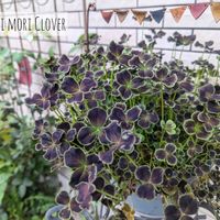 鉢植え,ガーデニング,感謝,花のある暮らし,手作り雑貨の画像