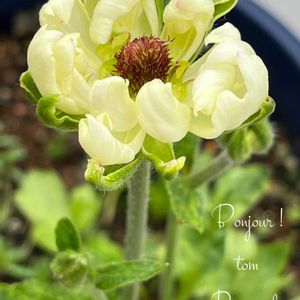 サリーちゃん,マイ・ラナン,tom' world,Tom’s ラックス,バルコニー/ベランダの画像